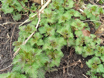 Voedwel, natuurlijk voedingsadvies, natuurvoedingskundige, brandnetel